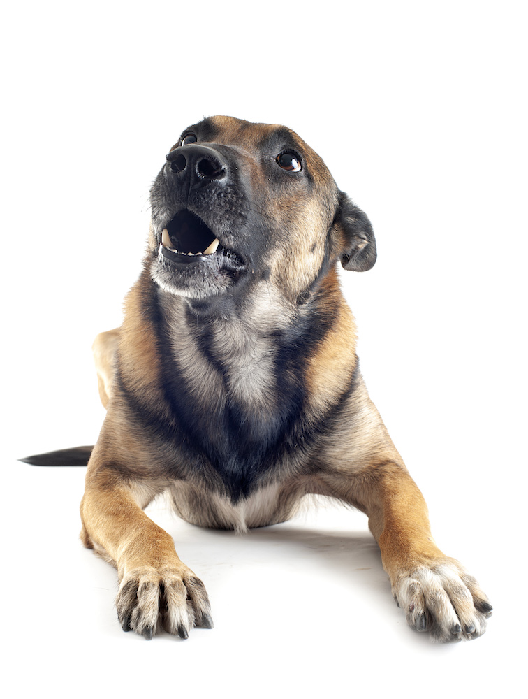 Fear & Aggression Dog Training Services